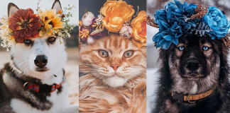 Artista personaliza coroas florais para fotografar cães e gatos. Os resultados são encantadores, confira!