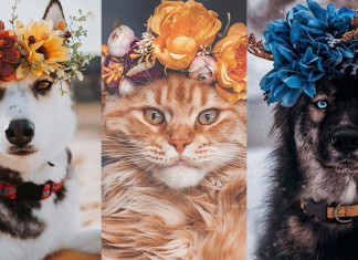 Artista personaliza coroas florais para fotografar cães e gatos. Os resultados são encantadores, confira!