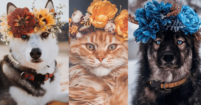 Artista personaliza coroas florais para fotografar cães e gatos. Os resultados são encantadores, confira!