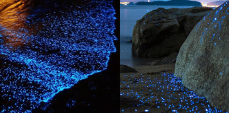 Após 60 anos, fenômeno da fauna marinha volta a iluminar praia do México. Veja o vídeo! Após 60 anos, fenômeno da fauna marinha volta a iluminar praia do México. Veja o vídeo!