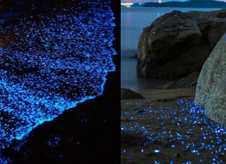 Após 60 anos, fenômeno da fauna marinha volta a iluminar praia do México. Veja o vídeo!