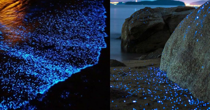 Após 60 anos, fenômeno da fauna marinha volta a iluminar praia do México. Veja o vídeo!