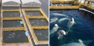 Últimas belugas são libertadas da prisão de baleias na Rússia