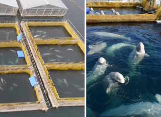 Últimas belugas são libertadas da prisão de baleias na Rússia