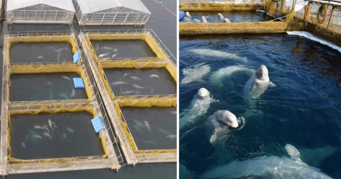 Últimas belugas são libertadas da prisão de baleias na Rússia