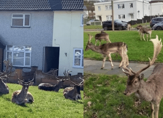 Cervos aproveitam a quarentena e dominam bairro na Inglaterra.