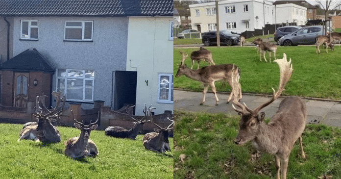 Cervos aproveitam a quarentena e dominam bairro na Inglaterra.