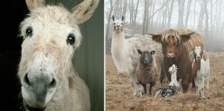 Este fotógrafo representa animais de fazenda de uma forma única. Eles são lindos!