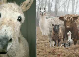 Este fotógrafo representa animais de fazenda de uma forma única. Eles são lindos!