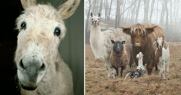 Este fotógrafo representa animais de fazenda de uma forma única. Eles são lindos!