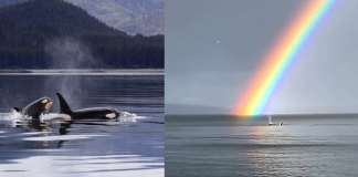 Baleias são flagradas nadando sob arco-íris duplo. Confira a cena mais do que especial!