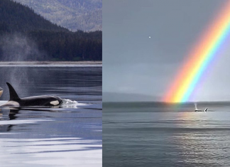Baleias são flagradas nadando sob arco-íris duplo. Confira a cena mais do que especial!