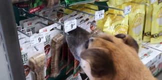 Homem leva cãozinho de rua a loja de animais e compra tudo o que ele sempre cobiçou na vitrine Homem leva cãozinho de rua a loja de animais e compra tudo o que ele sempre cobiçou na vitrine