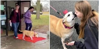 Cachorrinha de 12 anos é adotada após aguardar 2461 dias (6 anos) por uma família que a acolhesse.