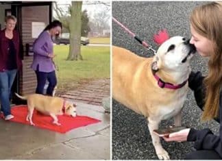 Cachorrinha de 12 anos é adotada após aguardar 2461 dias (6 anos) por uma família que a acolhesse.