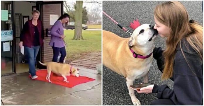 Cachorrinha de 12 anos é adotada após aguardar 2461 dias (6 anos) por uma família que a acolhesse.