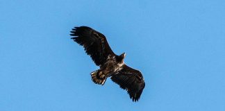 Pela primeira vez em 240 anos, águia dourada é vista sobrevoando a Inglaterra