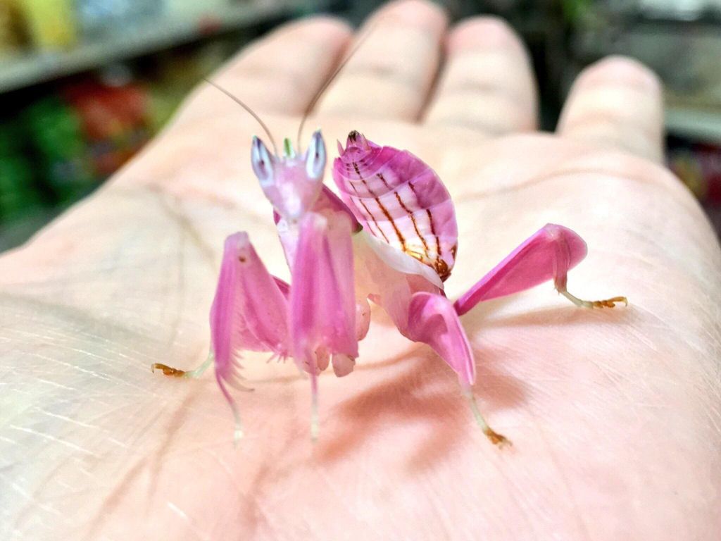 contioutra.com - Louva-a-deus orquídea, o belíssimo inseto que imita flores para se alimentar