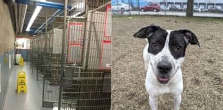 Abrigo fica sem animais para a adoção pela primeira vez. Todos querem um amigo de quatro patas na quarentena! Abrigo fica sem animais para a adoção pela primeira vez. Todos querem um amigo de quatro patas na quarentena!