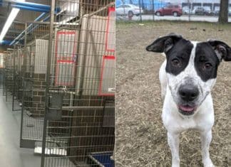 Abrigo fica sem animais para a adoção pela primeira vez. Todos querem um amigo de quatro patas na quarentena!