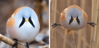 Estes pássaros redondinhos são tão adoráveis que é difícil parar de olhá-los.