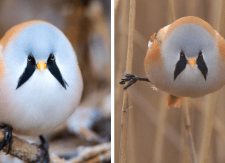 Estes pássaros redondinhos são tão adoráveis que é difícil parar de olhá-los.
