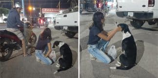 Casal alimenta cães vadios durante quarentena. Eles estão mais abandonados do que antes.
