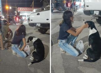 Casal alimenta cães vadios durante quarentena. Eles estão mais abandonados do que antes.