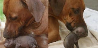 Após quase morrer, porquinho órfão é adotado por cachorrinha que o enche de carinho e amamenta