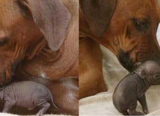 Após quase morrer, porquinho órfão é adotado por cachorrinha que o enche de carinho e amamenta