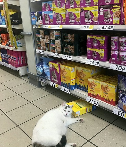 asomadetodosafetos.com - Gato tenta roubar ração de um supermercado, mas dorme na cena do crime