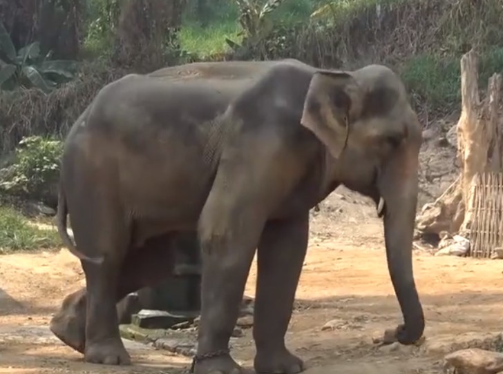 contioutra.com - 78 elefantes são libertados por falta de turistas para montá-los depois da pandemia