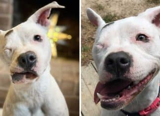 A maldade do homem a fez perder um olho, mas ela continua crendo nos humanos. Seu amor é incondicional!