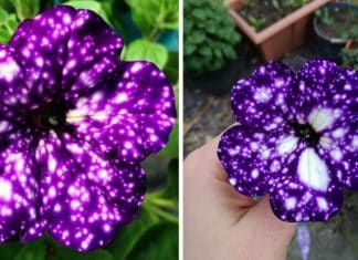 As flores da galáxia parecem ter universos inteiros em suas pétalas