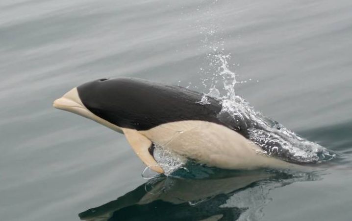 contioutra.com - Pela primeira vez um exótico golfinho liso foi fotografado no Estreito de Magalhães