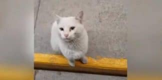 Gatinho finge que não tem donos, entra com pessoas no supermercado e mostra o quer que elas comprem Gatinho finge que não tem donos, entra com pessoas no supermercado e mostra o quer que elas comprem