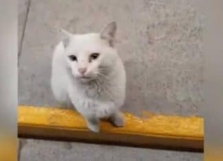 Gatinho finge que não tem donos, entra com pessoas no supermercado e mostra o quer que elas comprem