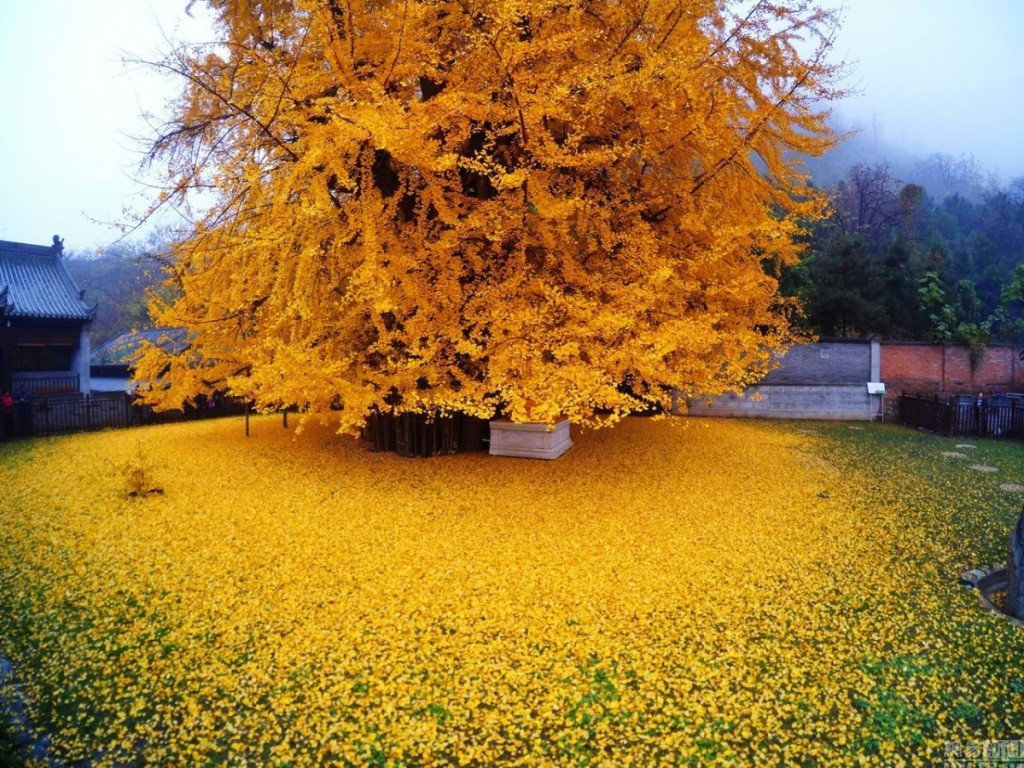 contioutra.com - Conheça a árvore rara que derrama um "cobertor de ouro"sobre suas raizes há 1400 anos