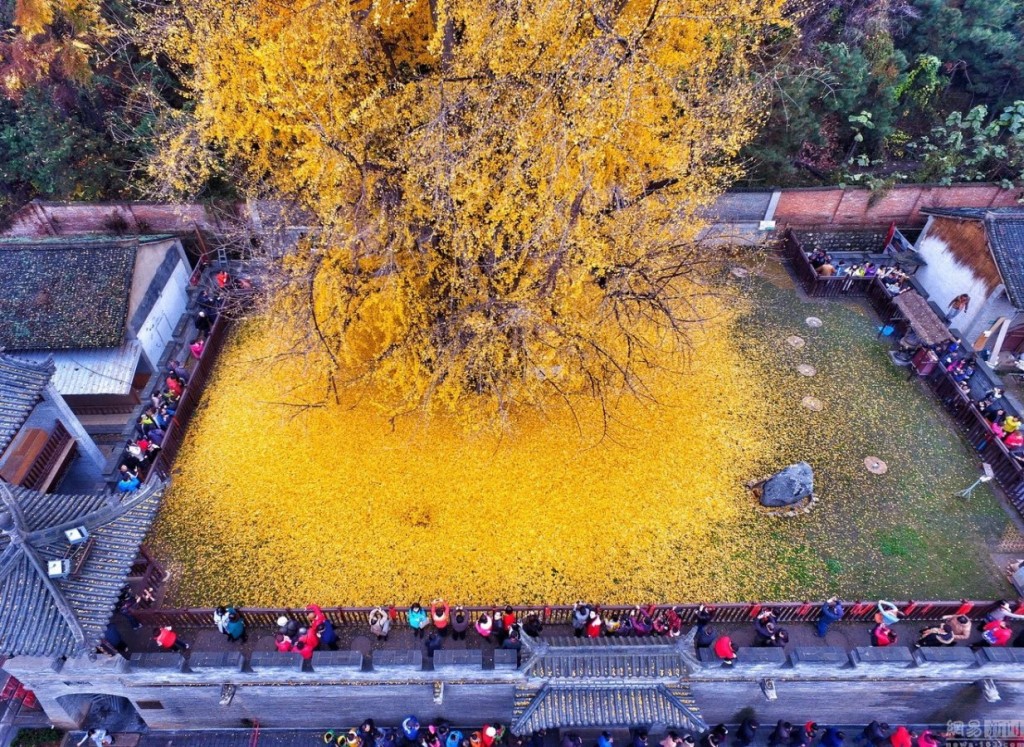 contioutra.com - Conheça a árvore rara que derrama um "cobertor de ouro"sobre suas raizes há 1400 anos