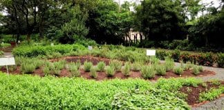Terapeuta constrói jardim medicinal do tamanho de um campo do futebol, com cura para todas as partes do corpo