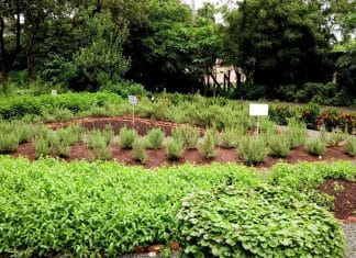 Terapeuta constrói jardim medicinal do tamanho de um campo do futebol, com cura para todas as partes do corpo