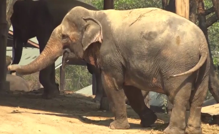 contioutra.com - 78 elefantes são libertados por falta de turistas para montá-los depois da pandemia