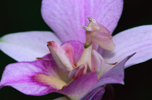 contioutra.com - Louva-a-deus orquídea, o belíssimo inseto que imita flores para se alimentar