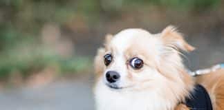 Shenzhen é a primeira cidade chinesa a proibir consumo de carne de cães e gatos Shenzhen é a primeira cidade chinesa a proibir consumo de carne de cães e gatos