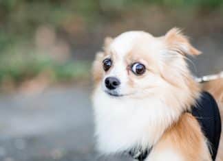 Shenzhen é a primeira cidade chinesa a proibir consumo de carne de cães e gatos