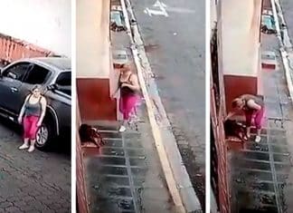 Mulher vê um cão de rua ferido, para o carro e salva sua vida