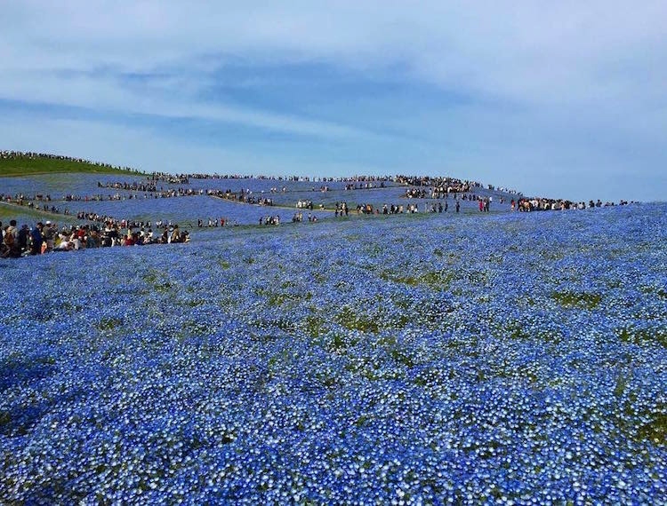 contioutra.com - Quase 5 milhões de flores azuis florescem nesse campo japonês. O resultado é um conto de fadas.