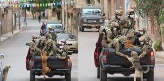 Cachorros de rua buscam amor correndo atrás carro de militares em quarentena e são adotados