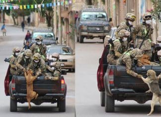 Cachorros de rua buscam amor correndo atrás carro de militares em quarentena e são adotados