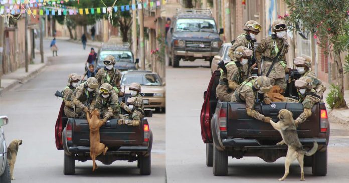 Cachorros de rua buscam amor correndo atrás carro de militares em quarentena e são adotados